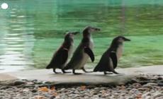 Londra, allo zoo si effettua la pesatura annuale degli animali