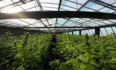 Cannabis, azienda ligure colpita dalla stretta sulla light