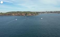 Sydney, balena liberata dopo 22 ore di calvario