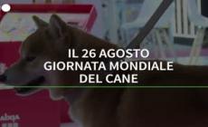 Il 26 agosto la giornata mondiale del cane