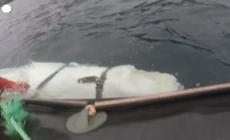 Norvegia, morto il beluga che "comunicava" con gli umani - Video