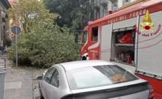 Cade grosso albero, tragedia sfiorata a Napoli