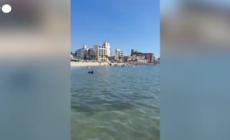 Giappone, pinguino fuggitivo ritrovato in spiaggia dopo due settimane - Video 