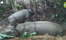 Indonesia, cucciolo di rinoceronte di Giava avvistato nel parco nazionale Ujung Kulon