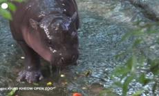 Baby ippopotamo pigmeo e' la star del web di uno zoo tailandese