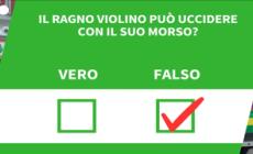 Ansa VERIFIED - Il ragno violino puo' uccidere con il suo morso?