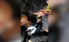 Ragusa, Vigili del fuoco salvano un cane scivolato in un pozzo