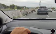Roma, nuovo episodio di cinghiali in strada