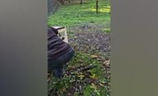 Roma, catturata (e poi liberata) una cucciola di lupo