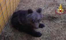 Giornata degli animali, i salvataggi compiuti dai Vigili del fuoco