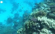 Cop16, il 21 ottobre a Cali la conferenza internazionale sulla biodiversita'