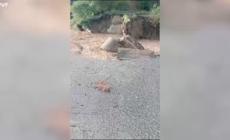 Maltempo in Calabria, ponte crolla dopo l'esondazione di un torrente