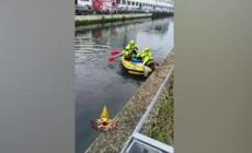 Milano, i vigili del fuoco salvano un capriolo rimasto bloccato nel Naviglio Grande