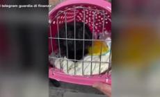 Trieste, guardia di finanza sequestra 9 cuccioli di cane e un gatto - Video