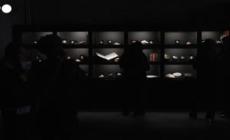 "Mollusca", in mostra le mille conchiglie della collezione Neruda