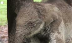 Indonesia, nato cucciolo di elefante di Sumatra
