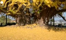 Corea del Sud, un albero di ginkgo di 800 anni da' spettacolo