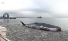Cop29, replica di una balena arenata compare a Baku