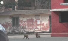 "A scuola" solo scimmie e scoiattoli, primarie chiuse per inquinamento a New Delhi