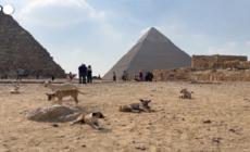 I cani randagi di Giza diventano un'attrazione per turisti
