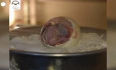 Filippine, aquila in via di estinzione nasce grazie all'inseminazione artificiale