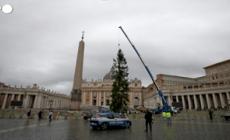 Innalzato in Piazza San Pietro l'abete di Natale proveniente dal Trentino