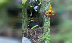 Capriolo incastrato in un cunicolo, salvato dai Vigili del Fuoco - Video