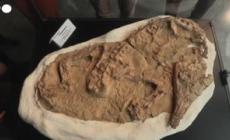 Peru', svelato un fossile di coccodrillo di 10 milioni di anni fa