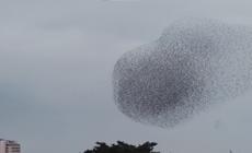 Pescara, la danza degli storni in cielo incanta la città- Video