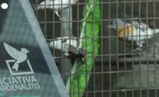 Venezuela, conservazionisti in lotta per proteggere il lucherino rosso