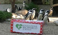 Roma, anche gli animali del Bioparco ricevono i regali di Natale
