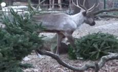 Berlino, gli animali dello zoo si nutrono di alberi di Natale invenduti
