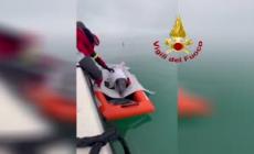 Lignano Sabbiadoro, i vigili del fuoco liberano un delfino rimasto insabbiato