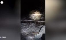 Due linci catturate in Scozia, erano state rilasciate illegalmente- video