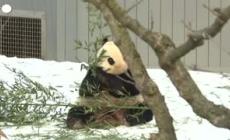 I panda giganti Bao Li e Qing Bao fanno il loro debutto allo zoo di Washington