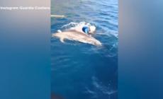 Sicilia, Guardia Costiera libera un cucciolo di delfino rimasto impigliato - Video