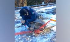 Carabinieri forestali liberano un capriolo bloccato in una rete