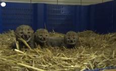Francia, nati tre cuccioli di ghepardo allo zoo di Montpellier