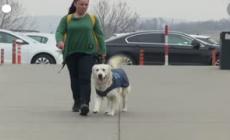 Il progetto "Zen dog" all'aeroporto di Skopje, un cane da terapia per i viaggiatori