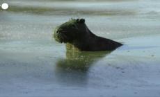 I capibara nel lago Salto Grande riemergono completamente tinti di verde