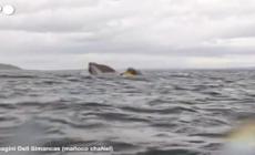Canoista 24enne ingoiato da una megattera al largo delle coste del Cile