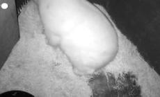 San Paolo del Brasile, il cucciolo di orso bianco ha tre mesi