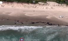 Oltre 150 cetacei arenati su una spiaggia della Tasmania quasi inaccessibile - Video