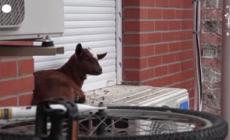 Madrid, vigili del fuoco salvano una capra bloccata al quinto piano di un palazzo