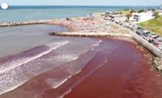 Argentina, una "marea rossa" di alghe ricopre una spiaggia