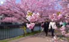Giappone, migliaia a Kawazu per la fioritura anticipata dei ciliegi