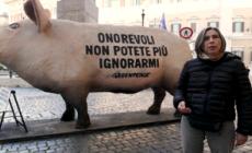 Maiale gigante davanti al parlamento contro gli allevamenti intensivi