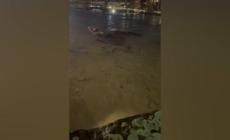 Firenze, il pontile dei Canottieri comunali trascinato via dalla corrente