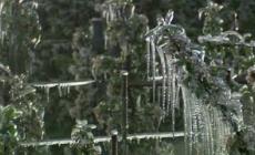 Fioritura in ritardo, scampato pericolo per il gelo