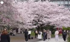"Straordinario", a Tokyo lo spettacolo dei ciliegi in fiore